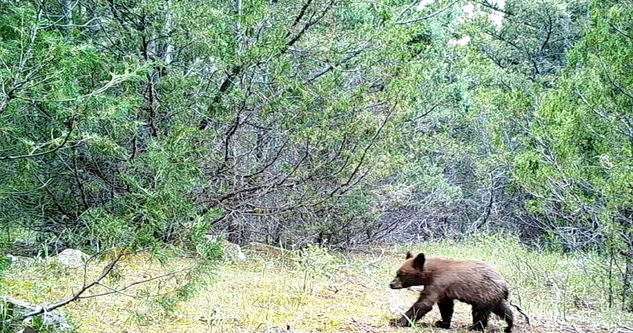 Black bear cub in Virginia City